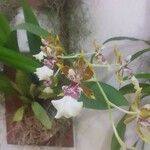 Oncidium altissimum Kukka