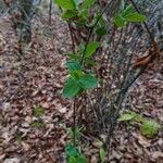Lonicera morrowiiLiść