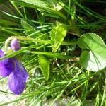 Viola pyrenaica Blomma