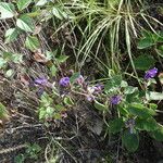 Strobilanthes tomentosa Hábito