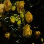 Senna corymbosa Flower
