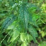 Verbena urticifolia Žiedas