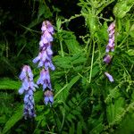 Vicia cracca অভ্যাস