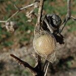 Physalis alkekengi Fruchs