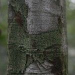 Vouacapoua americana Bark