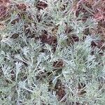 Artemisia umbelliformis List