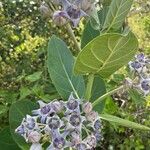 Calotropis gigantea Квітка