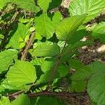 Rubus discolor برگ