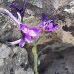 Delphinium pubescens Flower