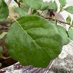 Trianthema portulacastrum Leaf