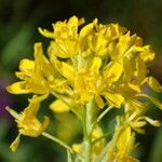 Sisymbrium austriacum Flower