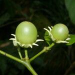 Lycianthes pauciflora Owoc
