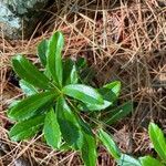 Chimaphila umbellata Blad