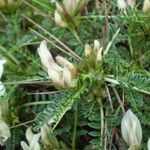 Astragalus genargenteus Virág