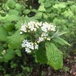 Viburnum lantanaKvět