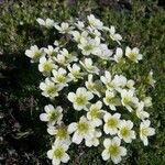 Saxifraga muscoides Fula