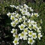 Saxifraga muscoides Bloem