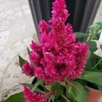 Celosia argenteaBlomst