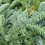 Abies procera Leaf