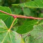 Tilia mongolica Écorce