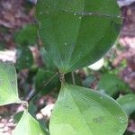 Strychnos henningsii Blatt