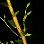 Dendrobium crassicaule Кора