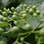 Premna serratifolia Fruit