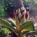 Rhododendron yakushimanum Flower