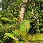 Harungana madagascariensis Hoja