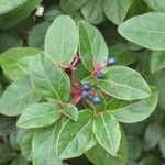 Viburnum rugosum Blatt