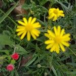 Senecio madagascariensis Flower