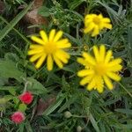 Senecio madagascariensis Flor