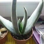 Aloe claviflora List