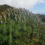 Echium hierrense Habit