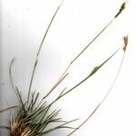 Heteropogon contortus Outro