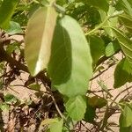 Ficus sur Leaf