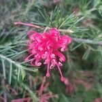 Grevillea rosmarinifoliaFlower