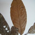 Quiina integrifolia Otro