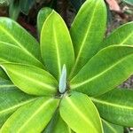 Euphorbia stygiana Hoja