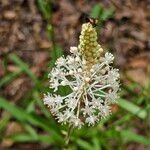 Amianthium muscitoxicum फूल