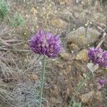 Allium acutiflorum Цвят