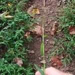 Leersia virginica Leaf