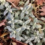 Cerastium tomentosum Leaf