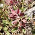 Teucrium chamaedrysFlower