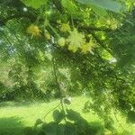 Tilia americana Цветок