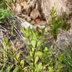 Castilleja miniata Leaf