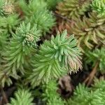 Petrosedum forsterianum Blad