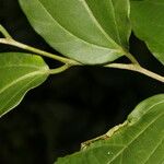 Celtis iguanaea 葉