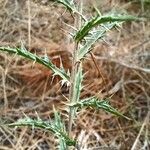 Atractylis humilis Leaf