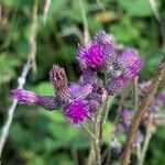 Cirsium palustre Λουλούδι